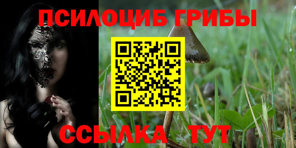 закладка  Вход с VPN  Сосновый Бор  Псилоцибиновые грибы Psilocybe 